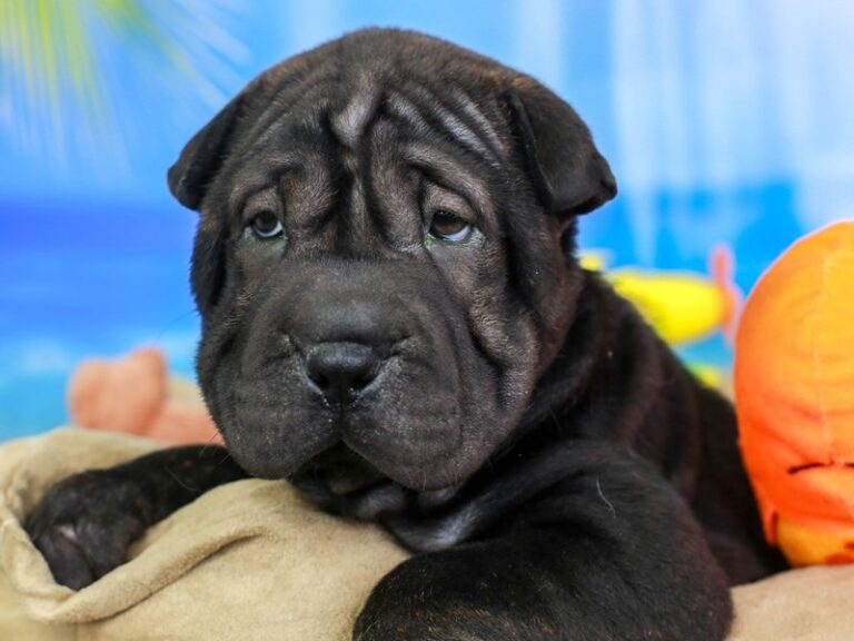 Shar Pei