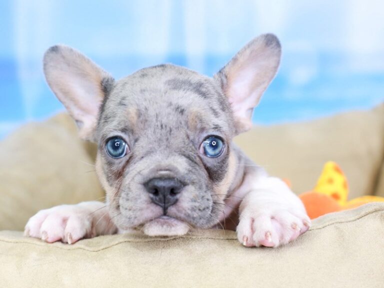 French Bulldog