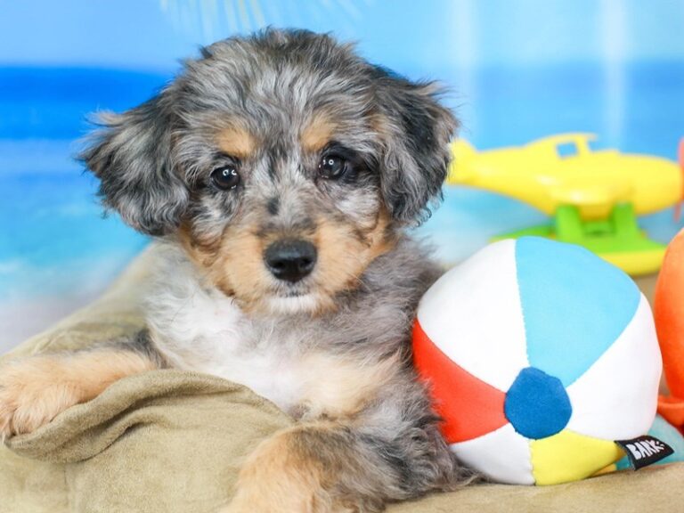 Mini Australian Labradoodle