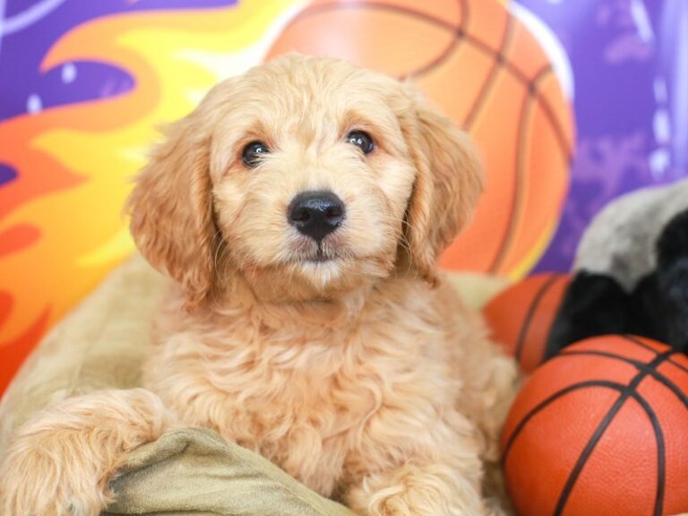 Mini Goldendoodle