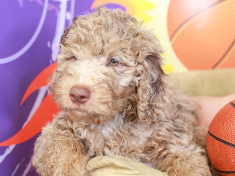 Goldendoodle