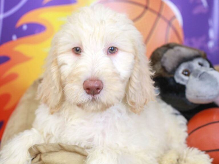 Goldendoodle