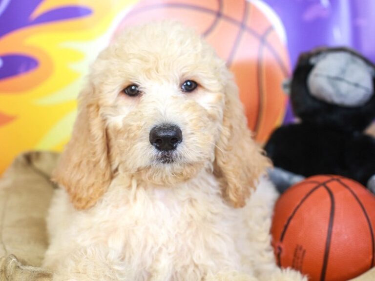 Goldendoodle