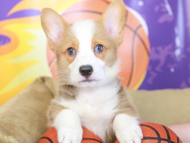 Pembroke Welsh Corgi