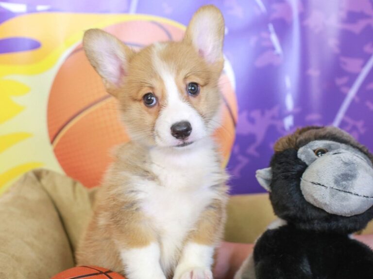 Pembroke Welsh Corgi