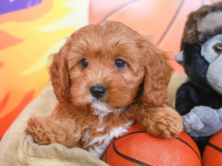 Cavapoo