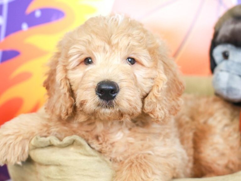 Mini Goldendoodle