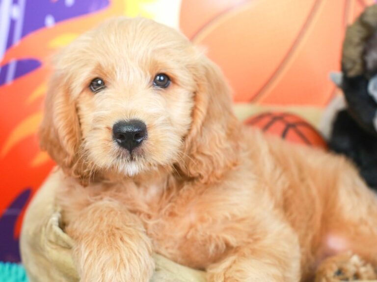 Mini Goldendoodle