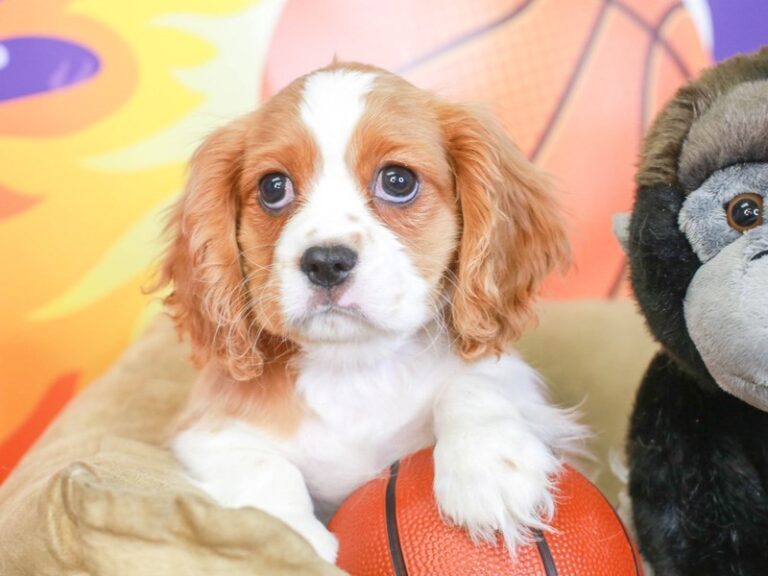 Cavalier King Charles