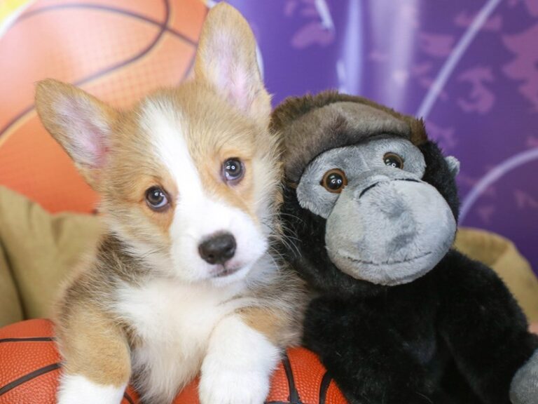 Pembroke Welsh Corgi