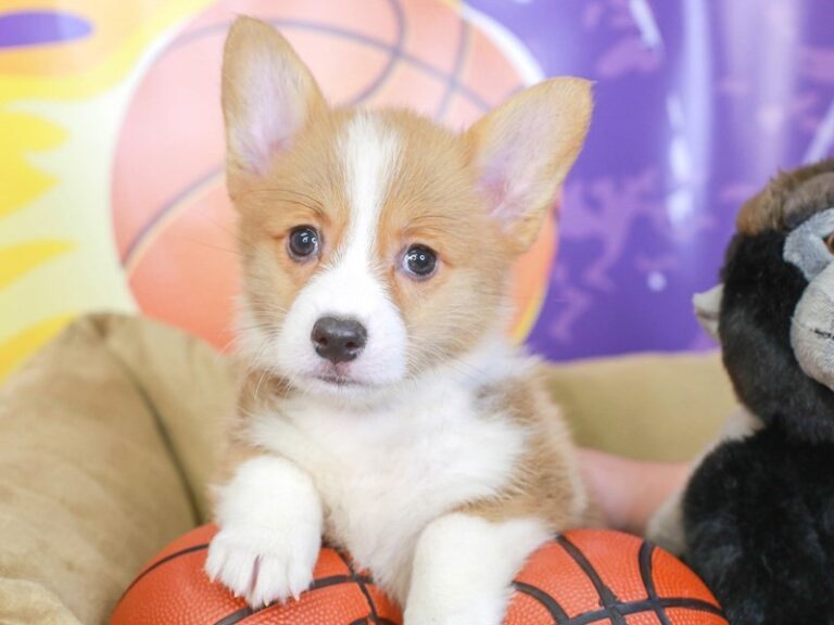 Pembroke Welsh Corgi