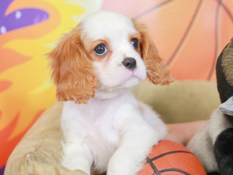 Cavalier King Charles