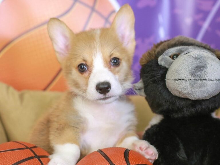 Pembroke Welsh Corgi