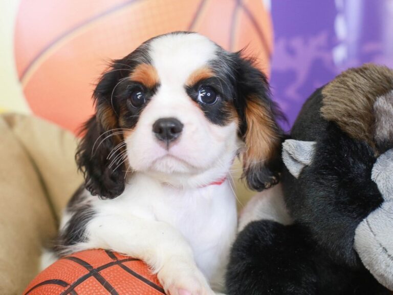 Cavalier King Charles