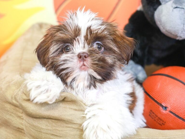 Shih Tzu