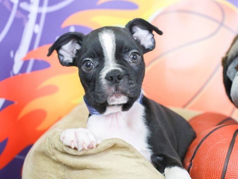 Boston Terrier