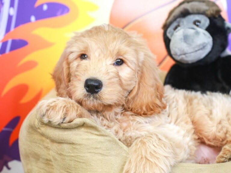 Mini Goldendoodle