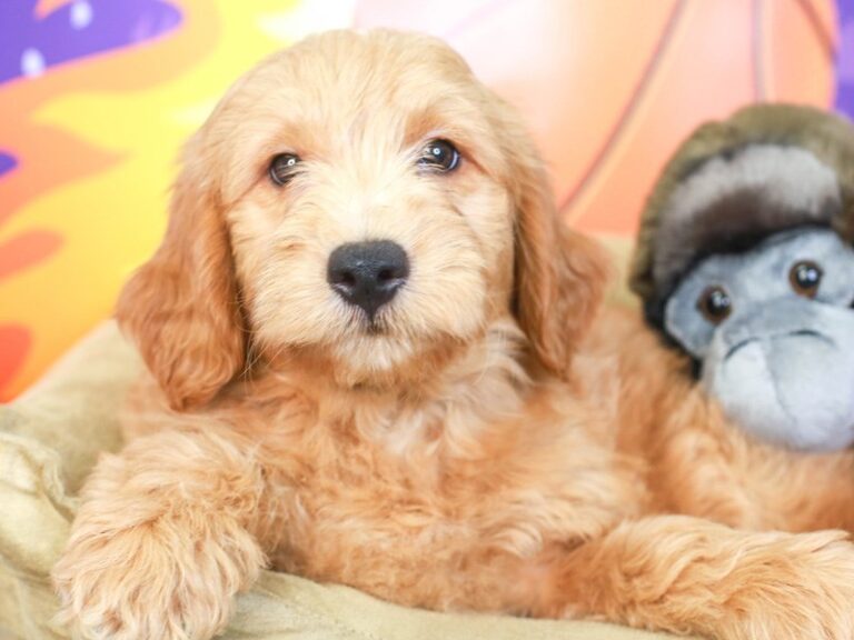 Mini Goldendoodle