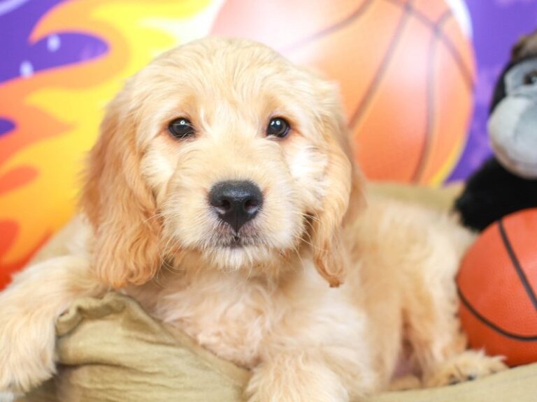 Mini Goldendoodle