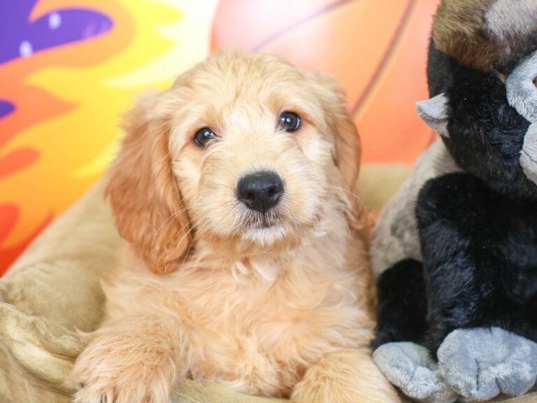 Mini Goldendoodle