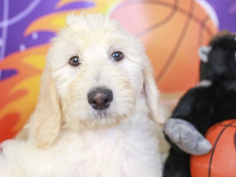 Goldendoodle
