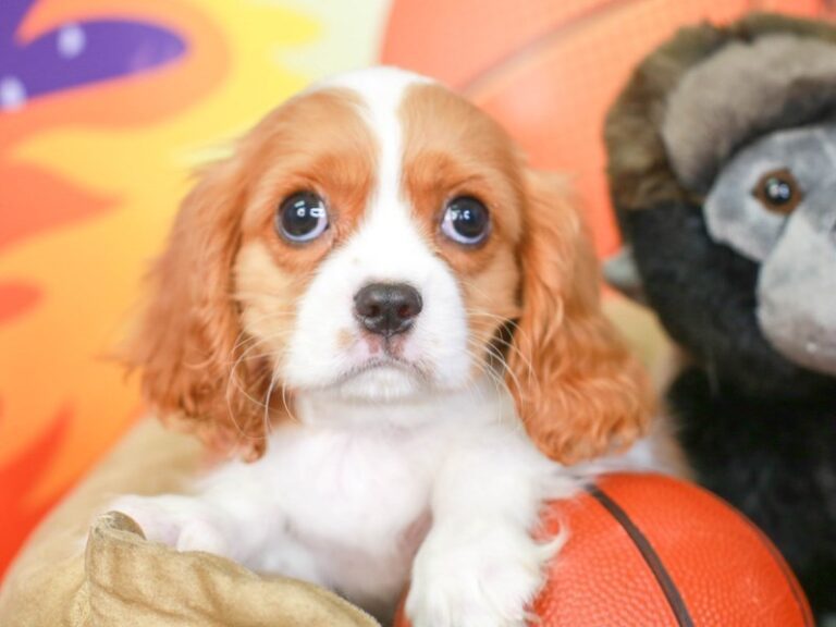 Cavalier King Charles
