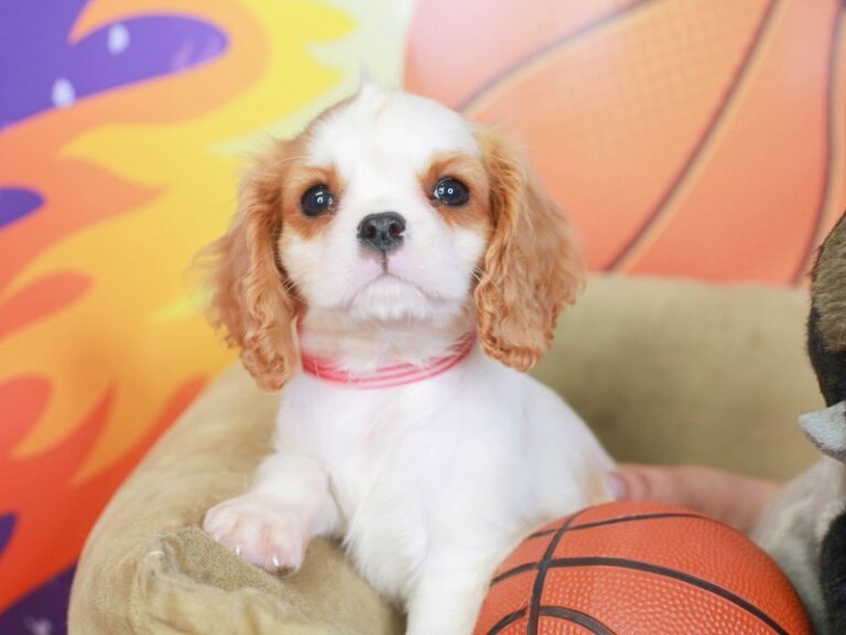 Cavalier King Charles