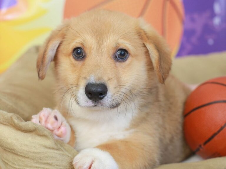 Pembroke Welsh Corgi