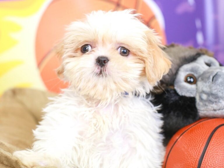 Shih Tzu