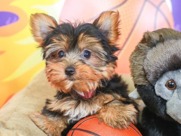 Yorkshire Terrier