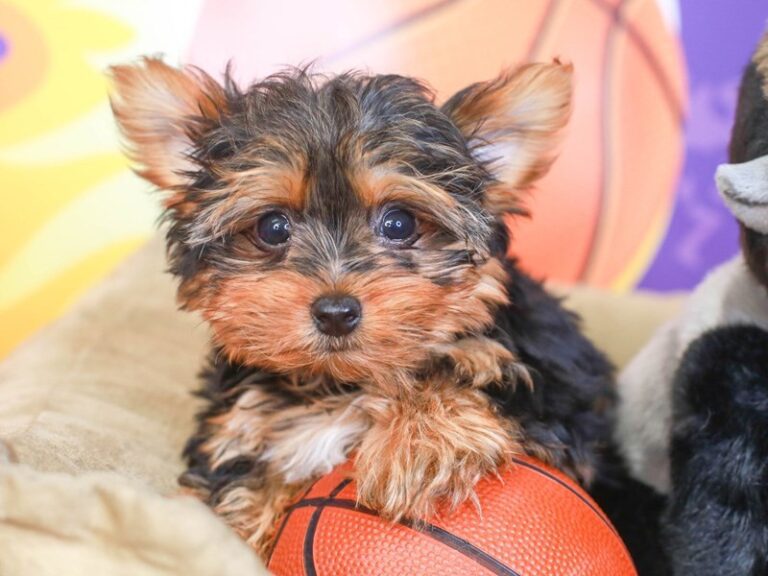 Yorkshire Terrier