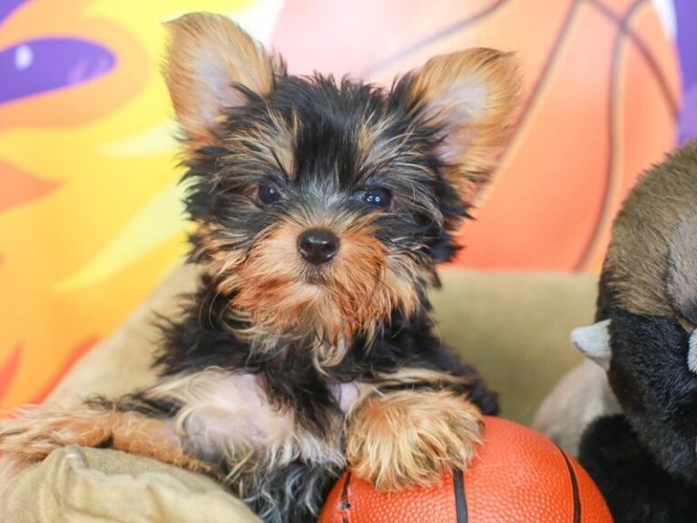 Yorkshire Terrier
