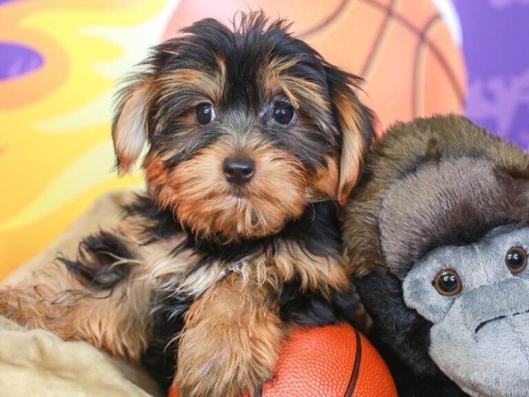 Yorkshire Terrier