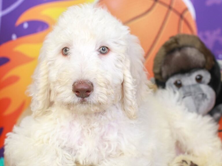 Goldendoodle