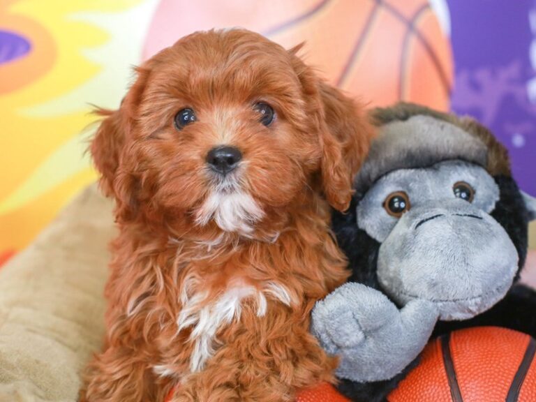 Cavapoo