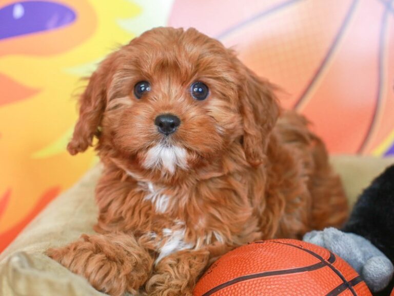 Cavapoo