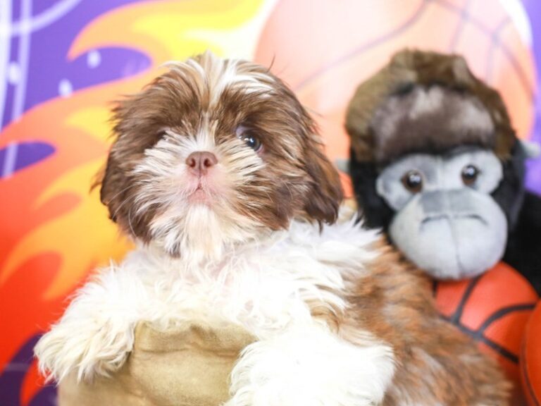 Shih Tzu