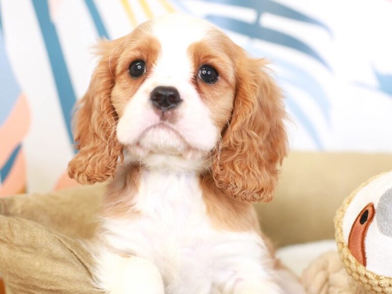 Cavalier King Charles