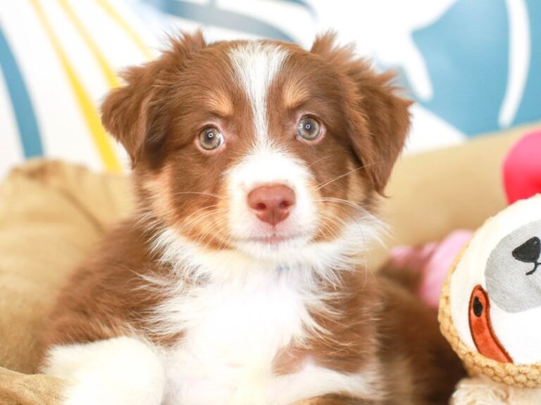Mini Aussie