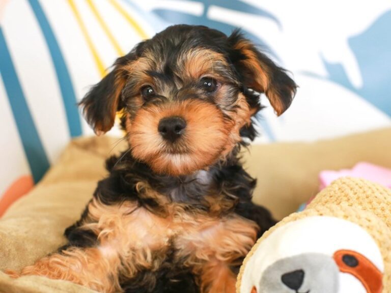 Yorkie Poo