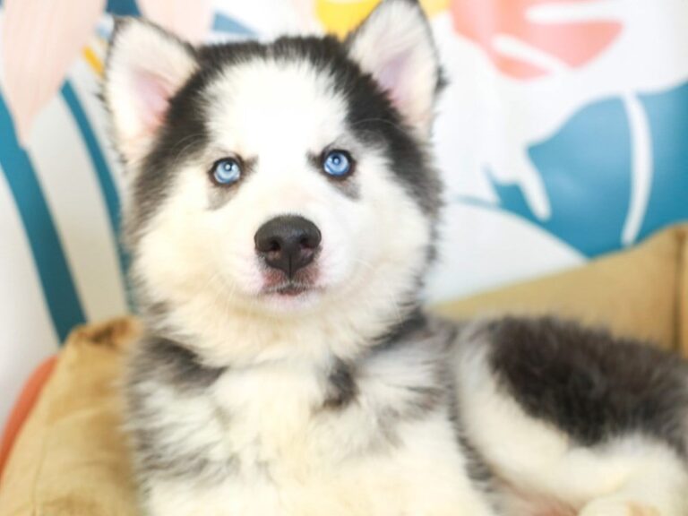 Siberian Husky