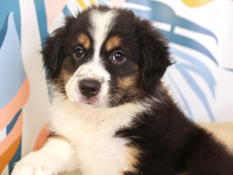 Miniature American Shepherd