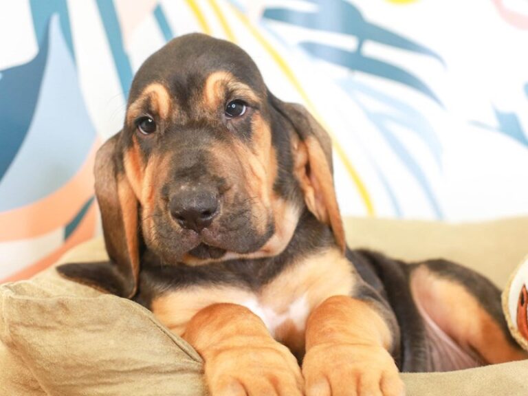 Bloodhound