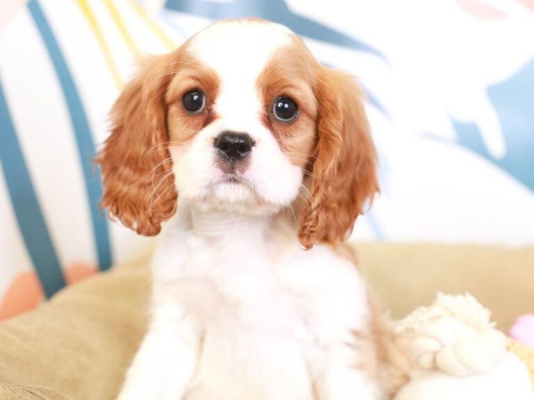 Cavalier King Charles