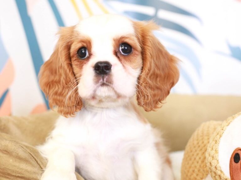 Cavalier King Charles