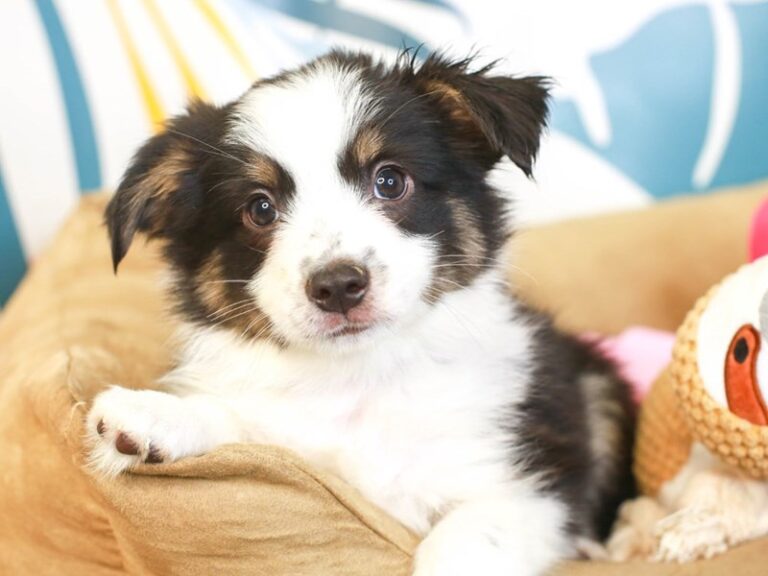 Mini Aussie