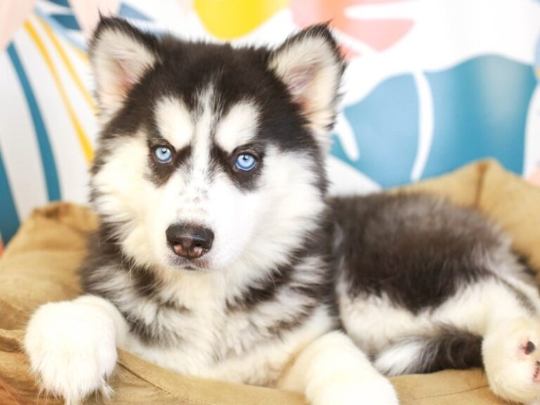 Siberian Husky