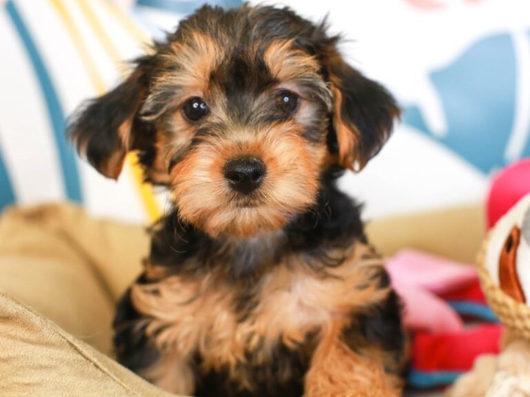 Yorkie Poo
