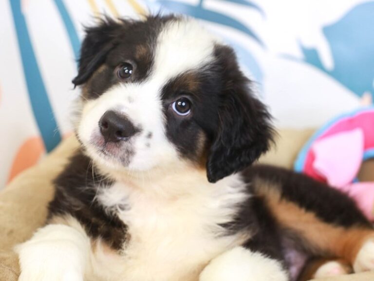 Miniature American Shepherd