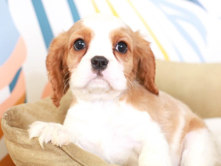 Cavalier King Charles